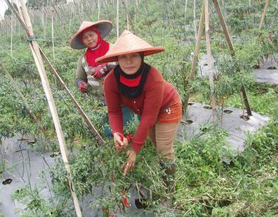 Petani di Sukabumi Harapkan Mentan Larang Impor Cabai 
